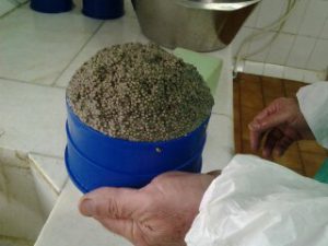 صادرات خاویار پرورشی آستارا