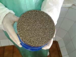 صادرات خاویار پرورشی اصل