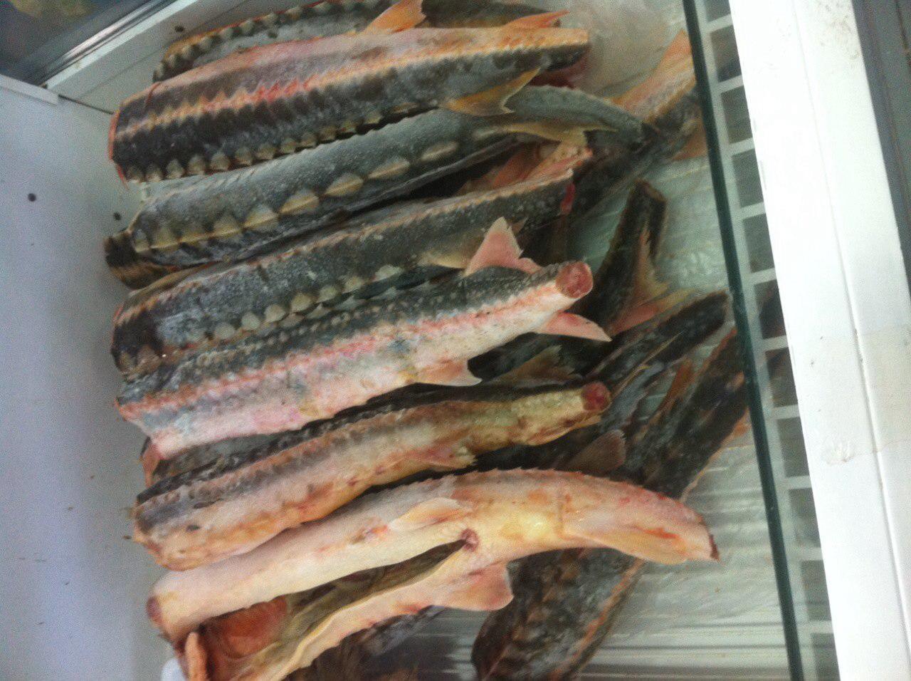 انواع گوشت صادراتی ماهی خاویاری